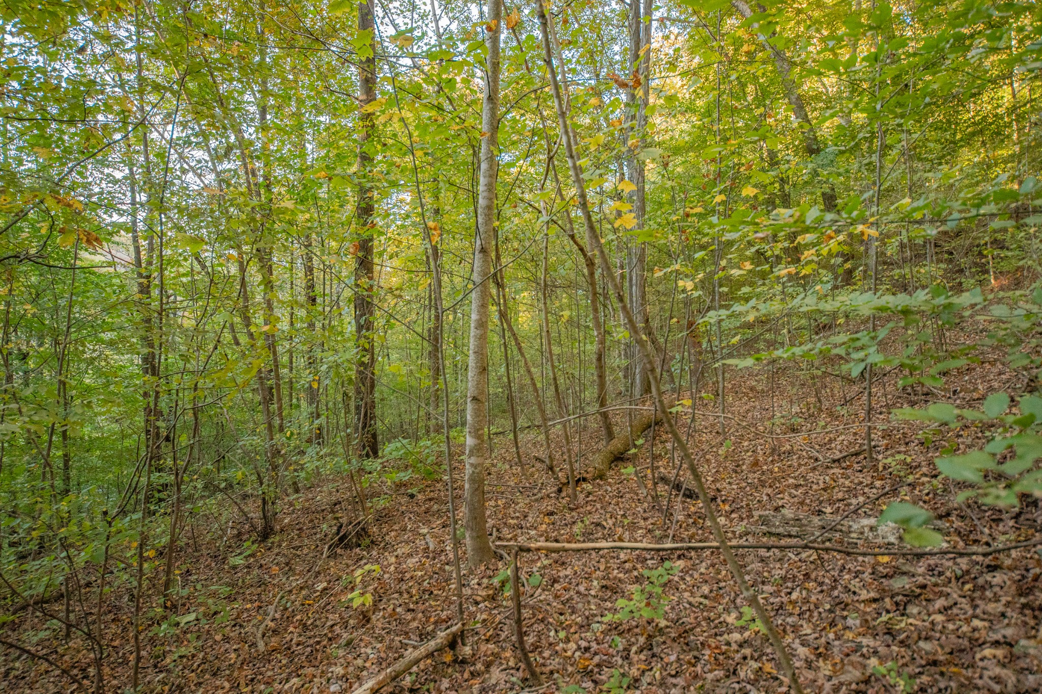 0 John Barnes Road Cornersville, TN 37047 - Photo 6 of 33