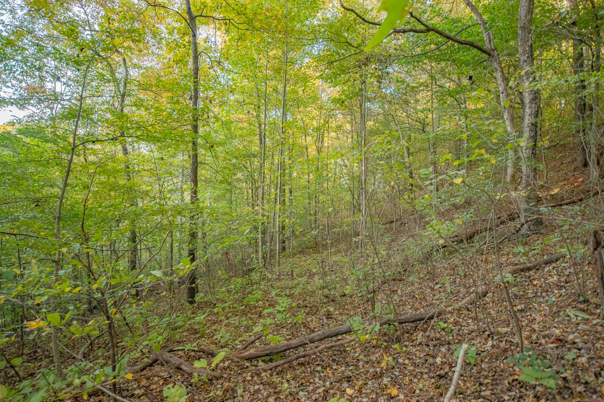 0 John Barnes Road Cornersville, TN 37047 - Photo 7 of 33