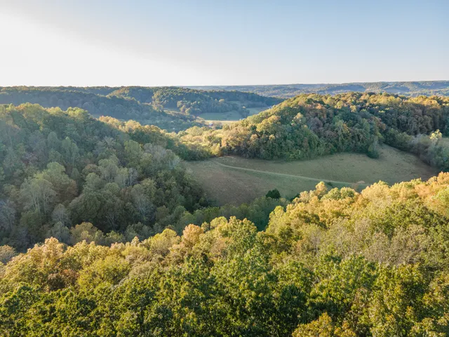 a view of a forest with a tree