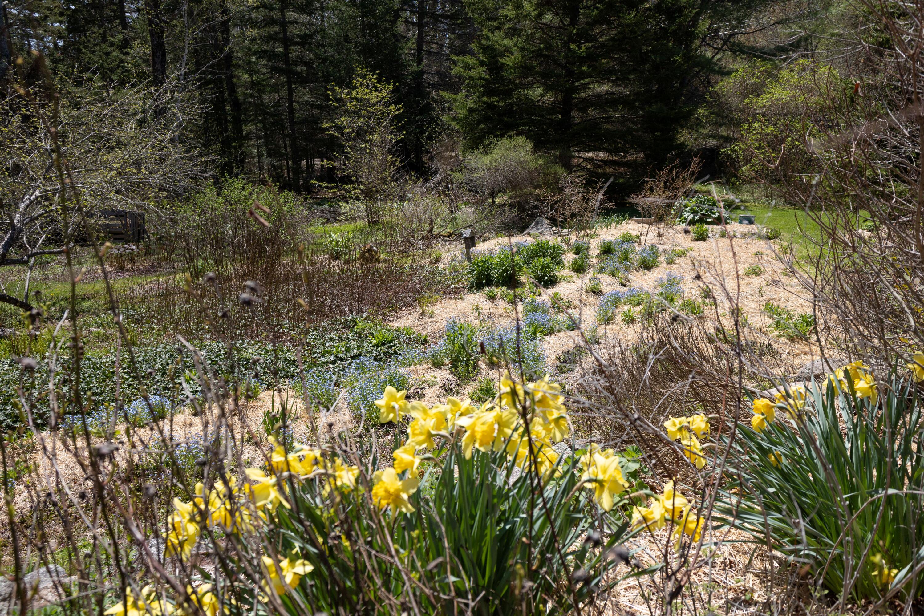 12 Bakers Point Road Steuben, ME 04680 - Photo 64 of 86 Clumps of Daffodils.