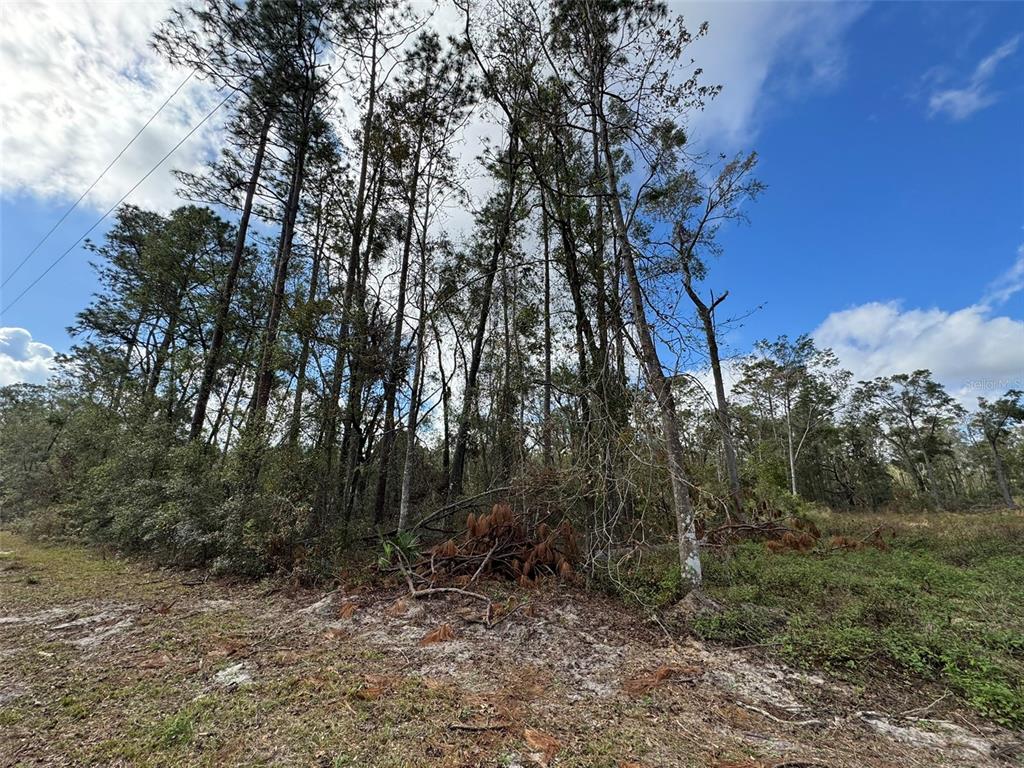 143rd Drive O'Brien, FL 32071 - Photo 3 of 8