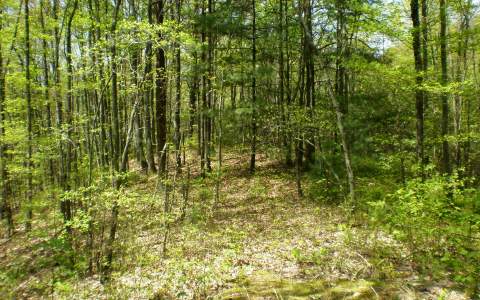Off Chestnut Gap Road Blue Ridge, GA 30513 - Photo 1 of 1 Main View