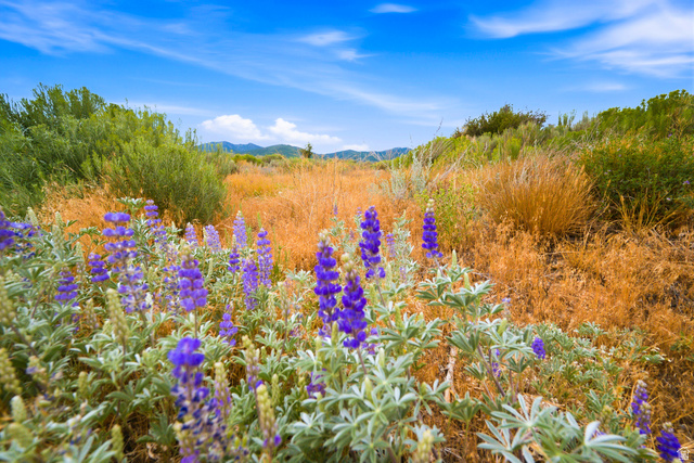574 South Fox Den Road, Unit 3 Midway, UT 84049 - Photo 16 of 45 Rolling terrain featuring natural vegetation, including purple wildflowers and golden grasses