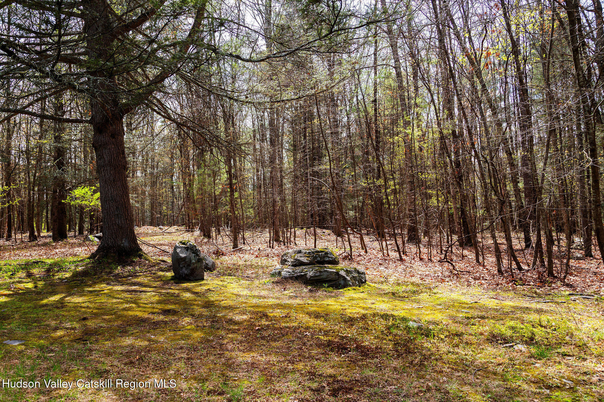 25 Upper Cherrytown Road Kerhonkson, NY 12446 - Photo 20 of 29 a view of a backyard with palm trees
