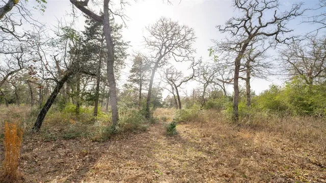 a view of a forest with lots of bushes