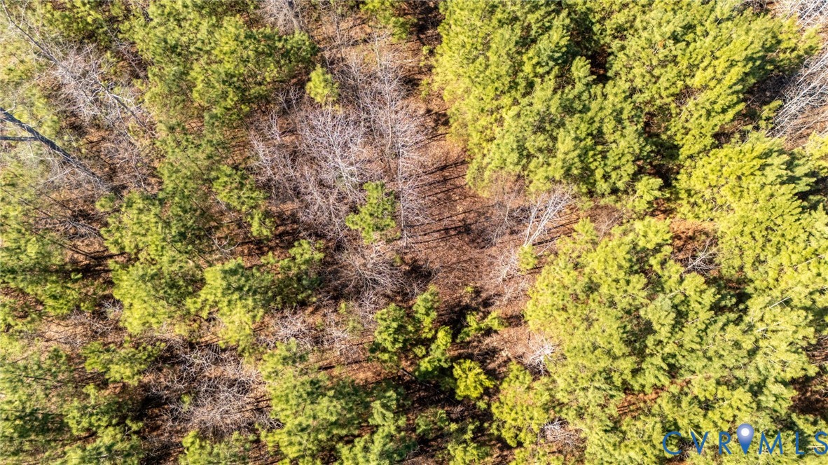 10111 Beaver Bridge Road Chesterfield, VA 23838 - Photo 14 of 17 a view of a tree in a yard