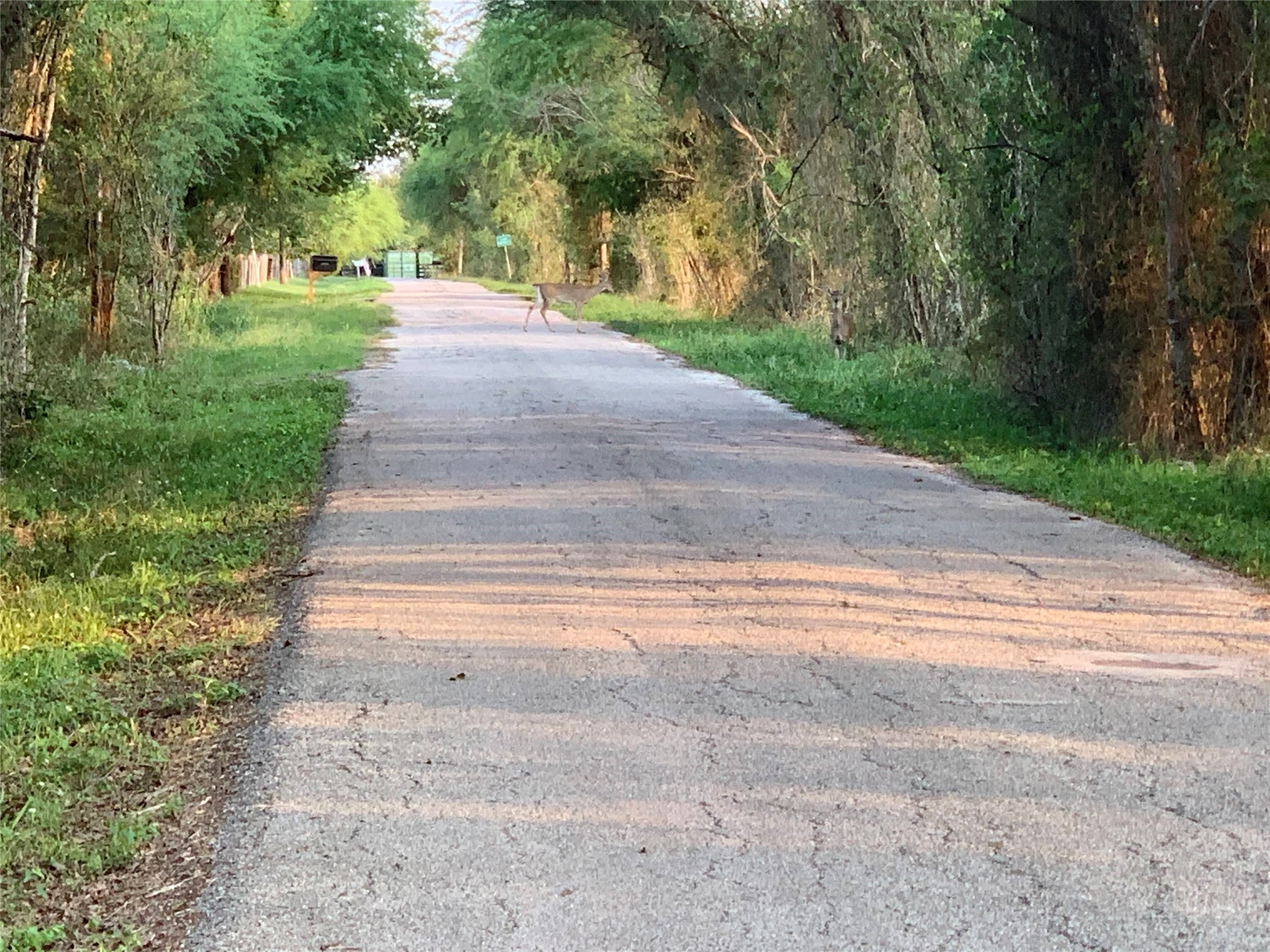0 Skrivanek Road Sealy, TX 77474 - Photo 2 of 3 a view of path along with green space