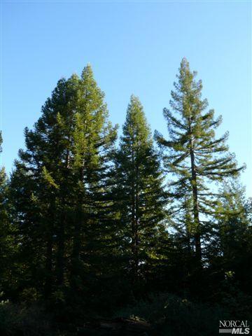13305 Low Gap Road Ukiah, CA 95482 - Photo 3 of 4 Towering Redwood Trees.