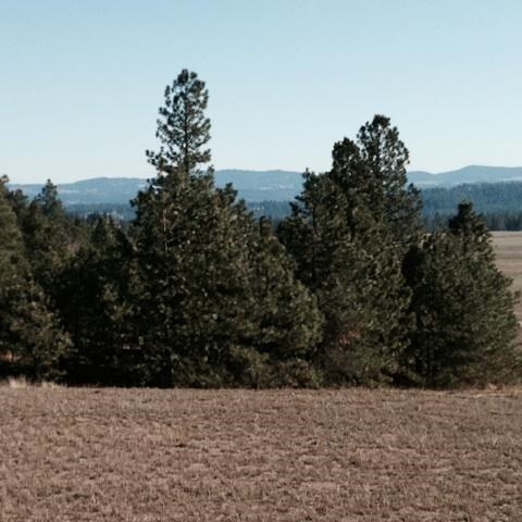 0 West Monroe Road Colbert, WA 99005 - Photo 1 of 1 Gallery Image 1