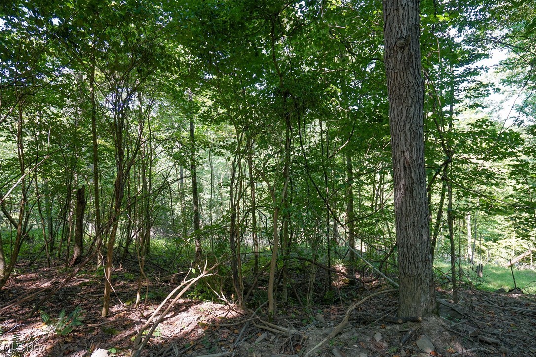 Johnson Run Road Kimbolton, OH 43749 - Photo 7 of 36 View of nature