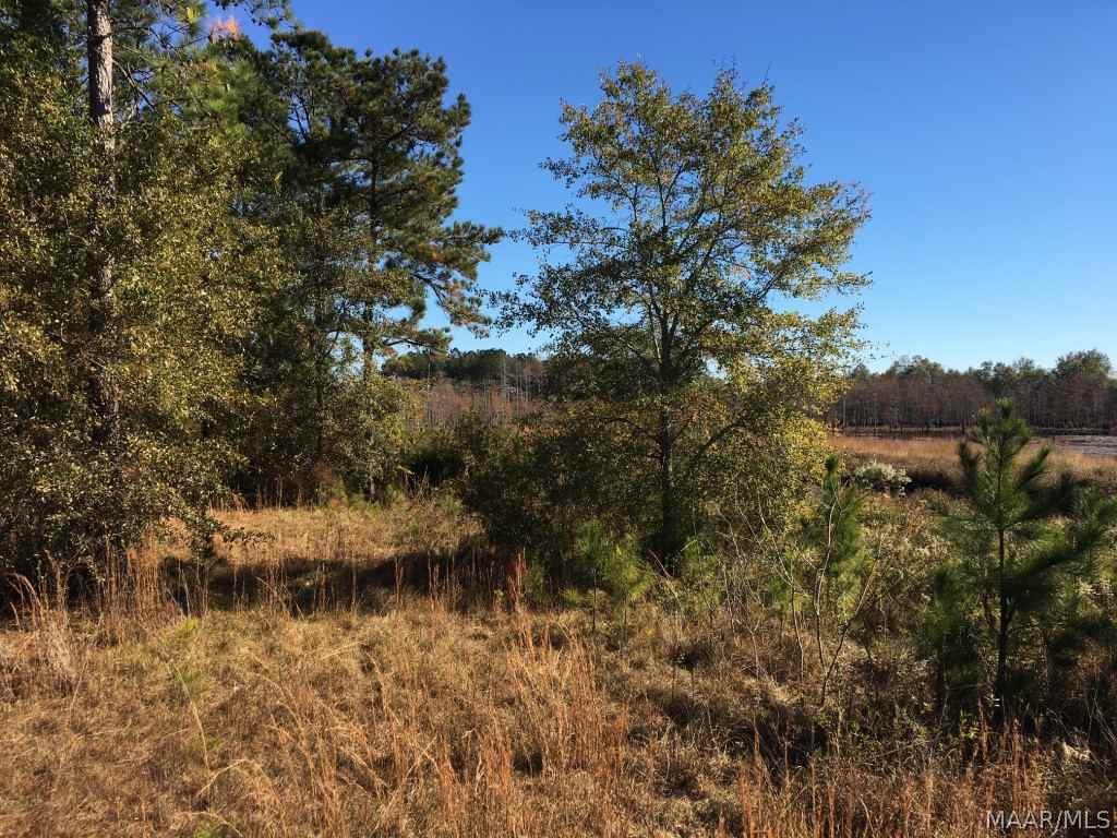 2284 Fink's Ml Road Samson, AL 36477 - Photo 14 of 29 Gallery Image 14