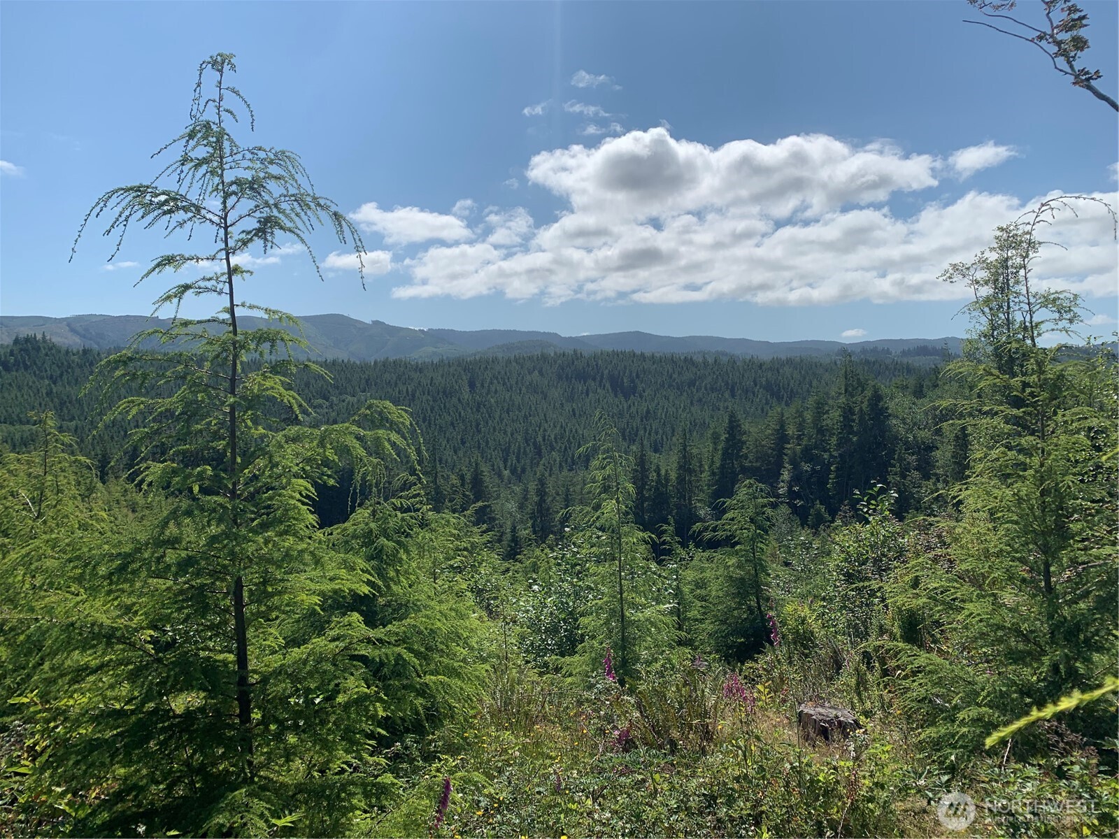 285 Parpala Road Naselle, WA 98638 - Photo 12 of 20