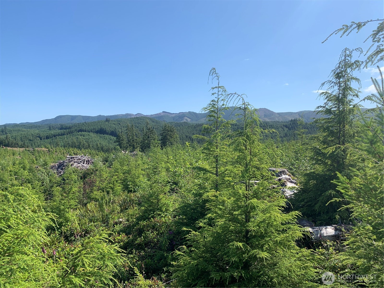 285 Parpala Road Naselle, WA 98638 - Photo 13 of 20