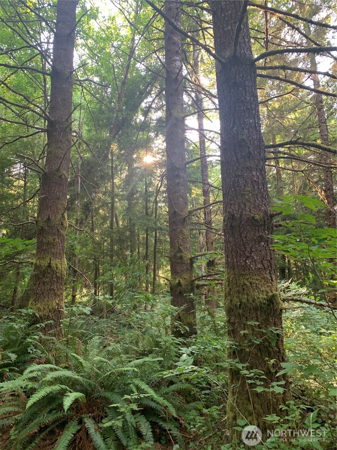 285 Parpala Road Naselle, WA 98638 - Photo 6 of 20