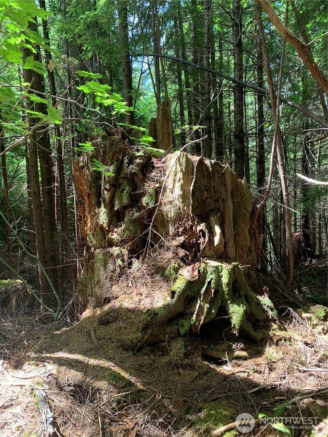 285 Parpala Road Naselle, WA 98638 - Photo 9 of 20