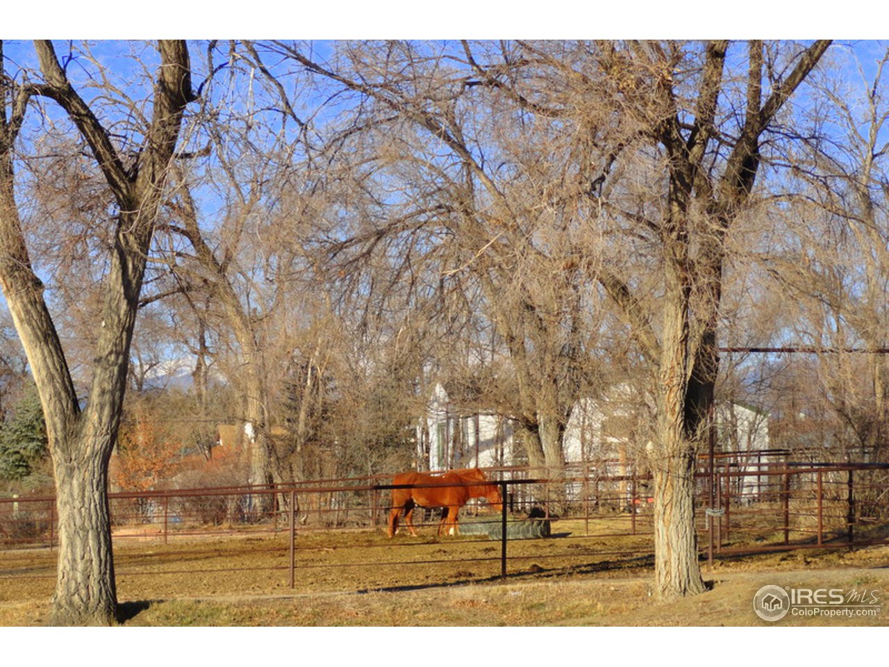 8171 Hygiene Road Longmont, CO 80503 - Photo 4 of 25 Great Neighbors
