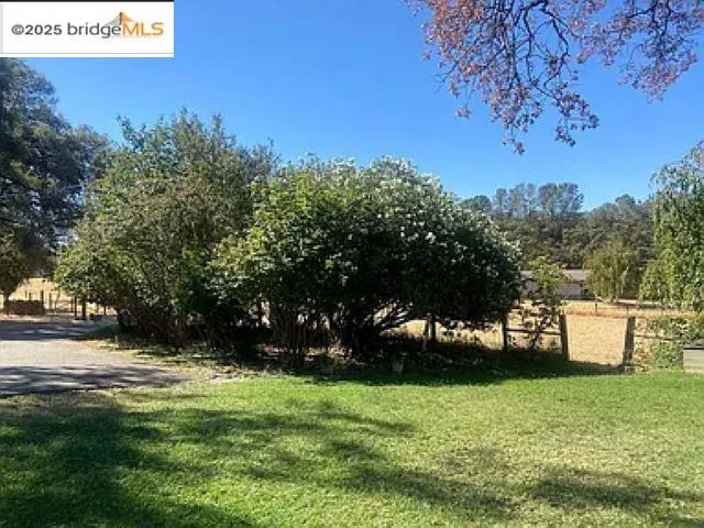 a view of yard with tree