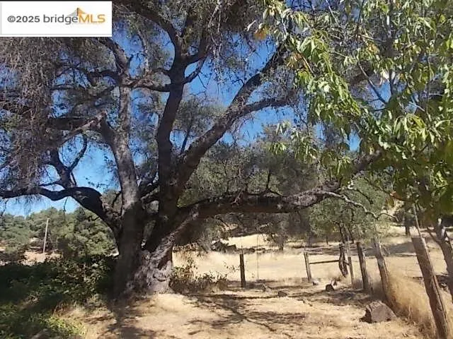 a view of a tree with a yard