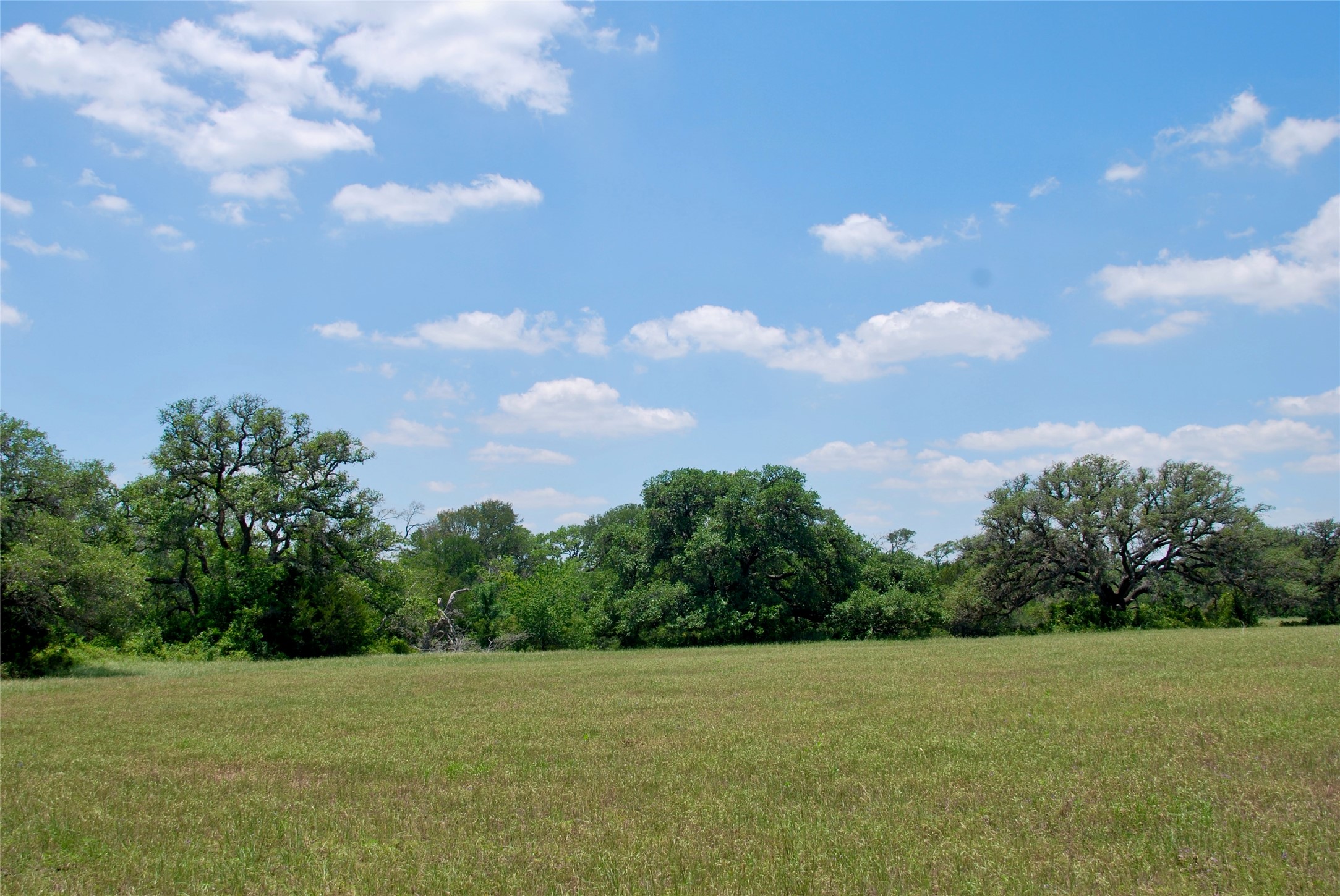 2116 Langdon Road Weimar, TX 78962 - Photo 29 of 43 a view of a big yard with large trees