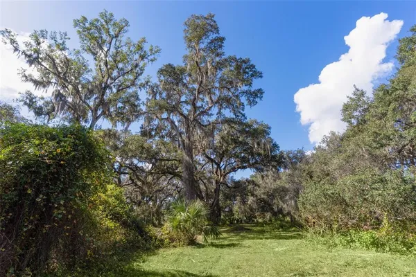 a view of a tree in a yard