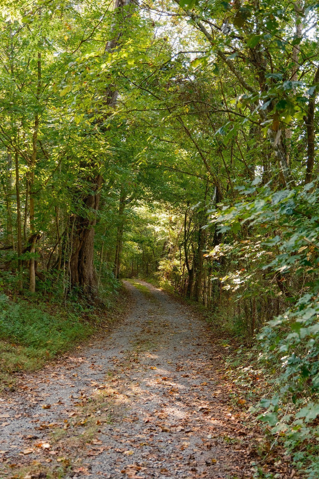 3685 Martin Ervin Road Santa Fe, TN 38482 - Photo 95 of 99 Gallery Image 95