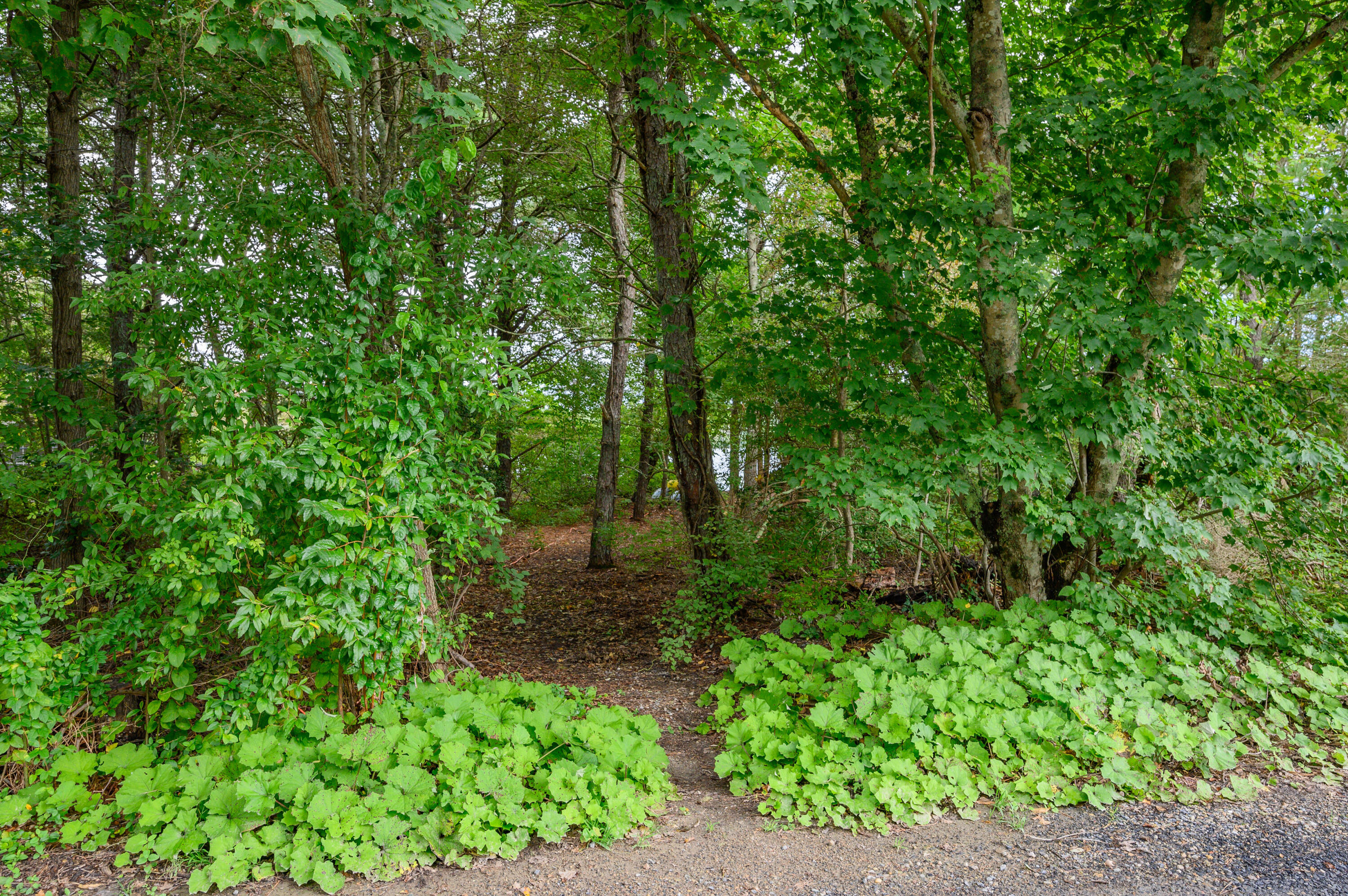 4 Santuit Lane Mashpee, MA 02649 - Photo 3 of 36 a view of a garden with plants