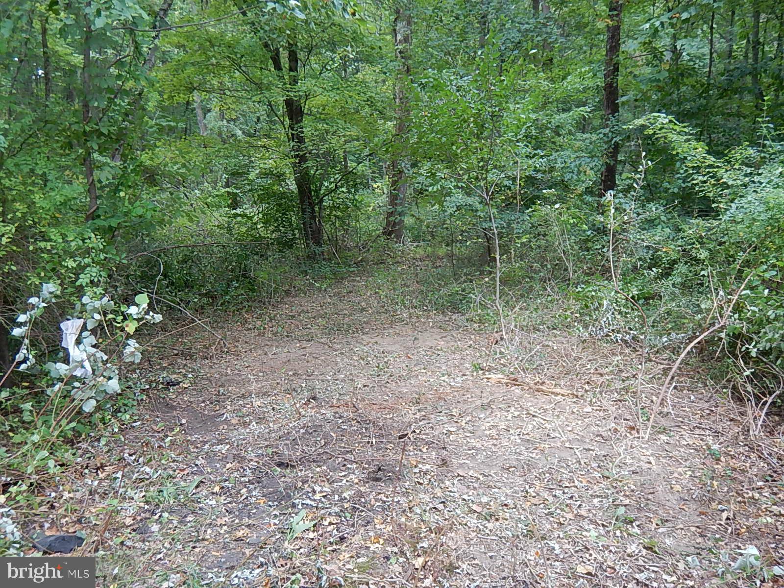11707 Chapman Road Kingsville, MD 21087 - Photo 8 of 30 Path to Stream (Walk Down from Parking Pad)