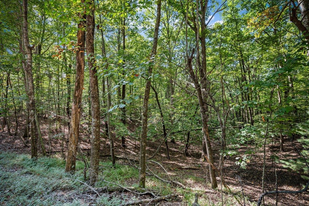 0 Broken Arrow Path Blue Ridge, GA 30513 - Photo 26 of 30 a view of forest