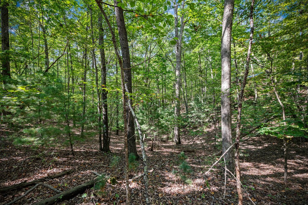 0 Broken Arrow Path Blue Ridge, GA 30513 - Photo 27 of 30 a view of forest