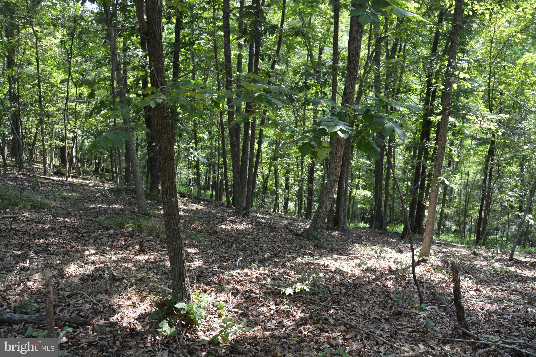 Brush Creek Road, Unit 30 Winchester, VA 22603 - Photo 13 of 39 a view of a forest with trees in the background