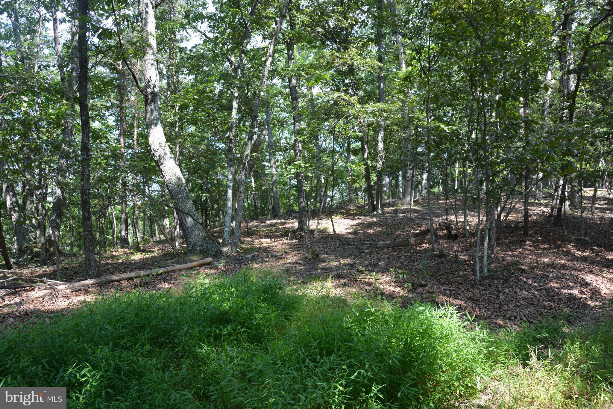Brush Creek Road, Unit 30 Winchester, VA 22603 - Photo 14 of 39 a view of a forest with trees