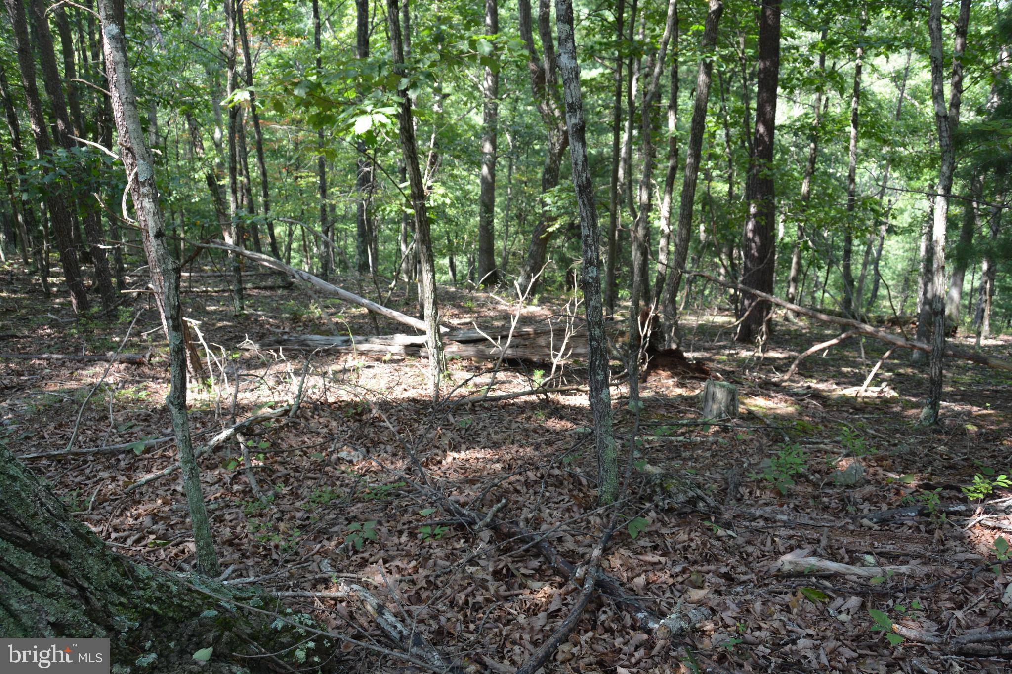 Brush Creek Road, Unit 30 Winchester, VA 22603 - Photo 15 of 39 a view of a forest with trees