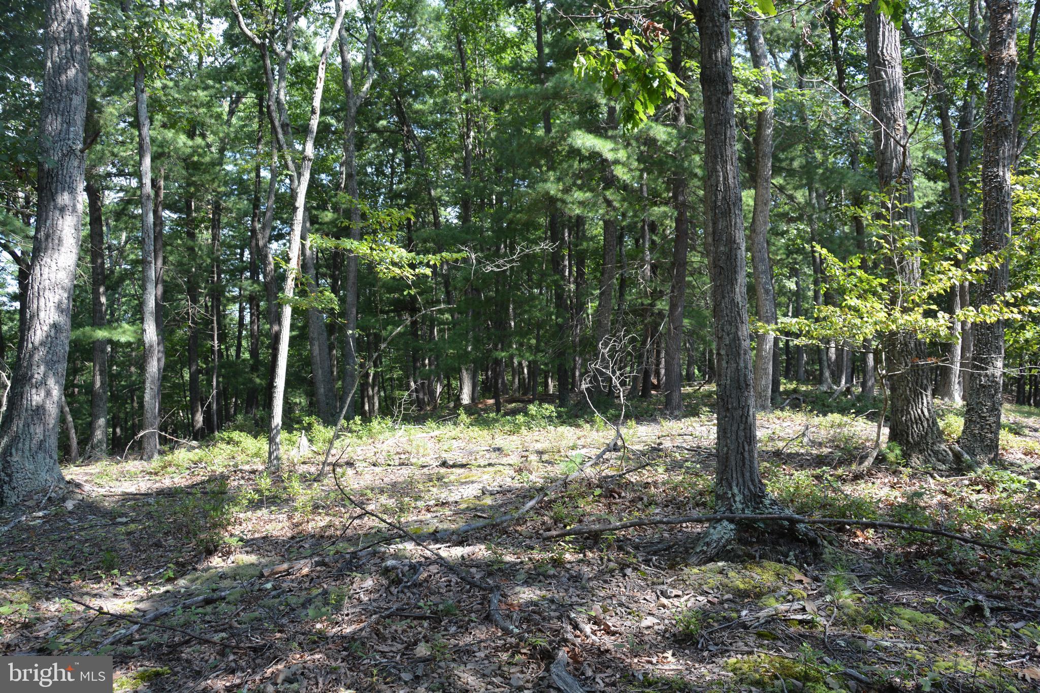 Brush Creek Road, Unit 30 Winchester, VA 22603 - Photo 16 of 39 a view of a yard with trees
