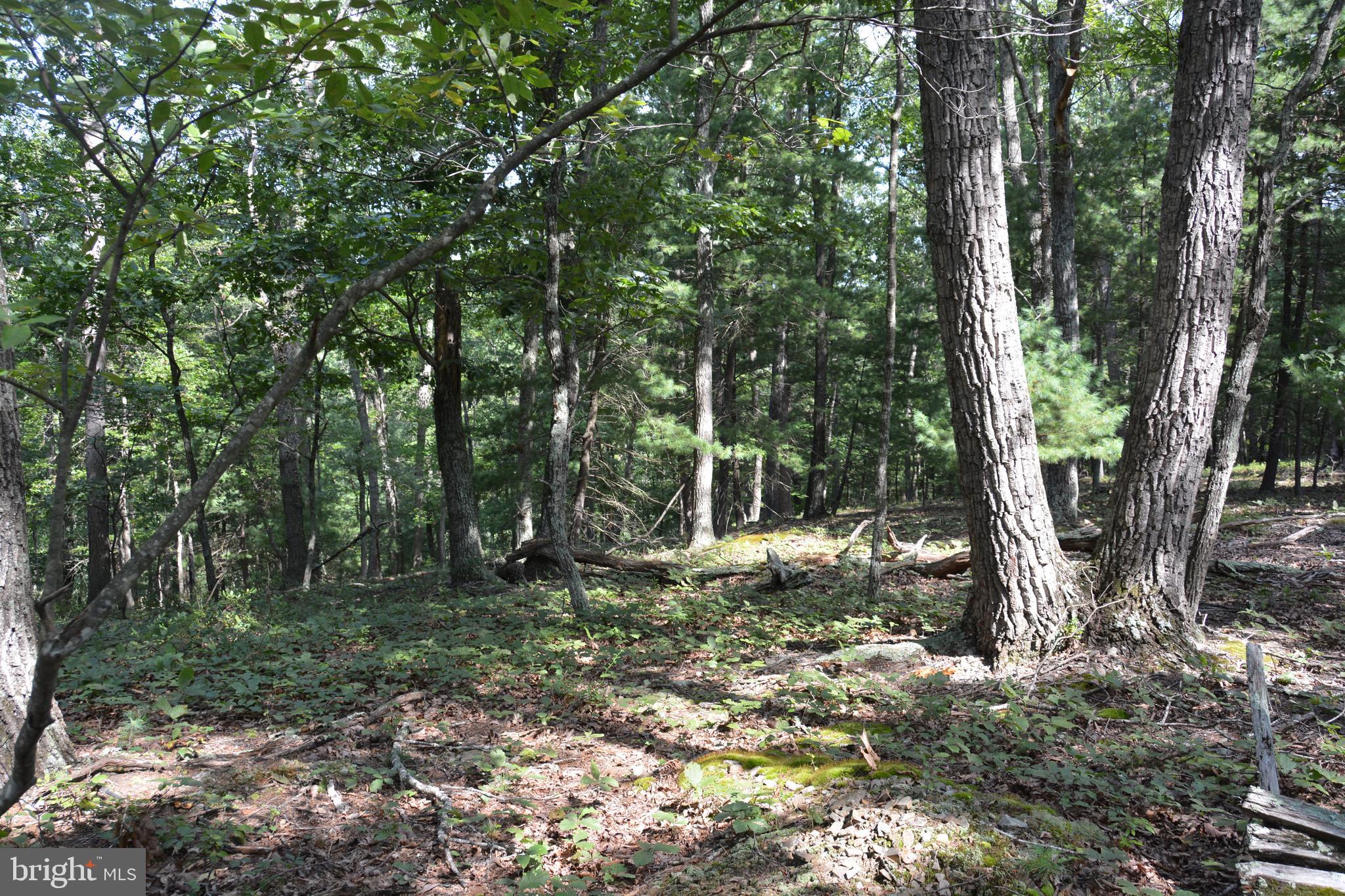 Brush Creek Road, Unit 30 Winchester, VA 22603 - Photo 21 of 39 a backyard of a house with lots of green space