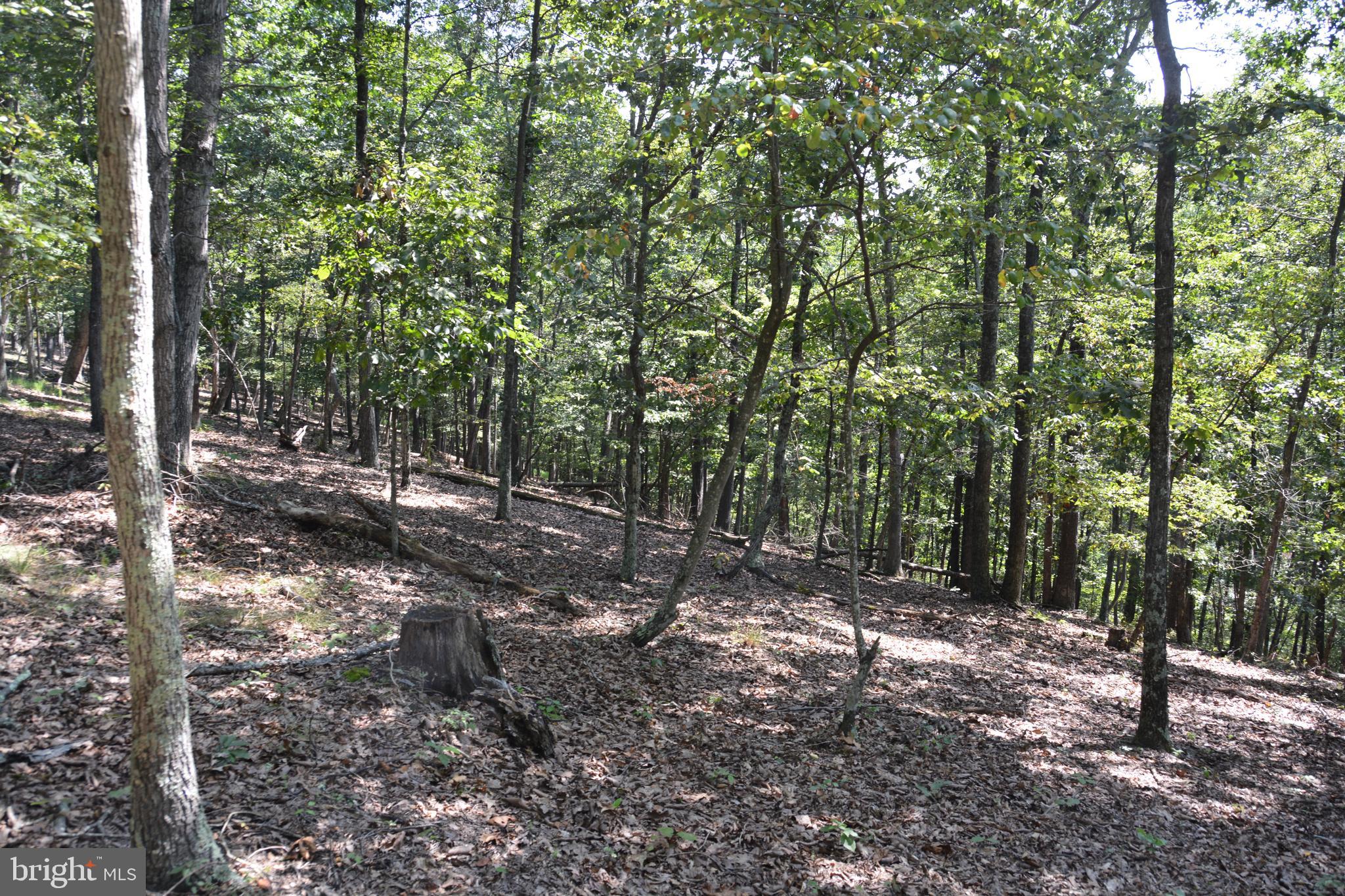 Brush Creek Road, Unit 30 Winchester, VA 22603 - Photo 22 of 39 a view of a forest with trees
