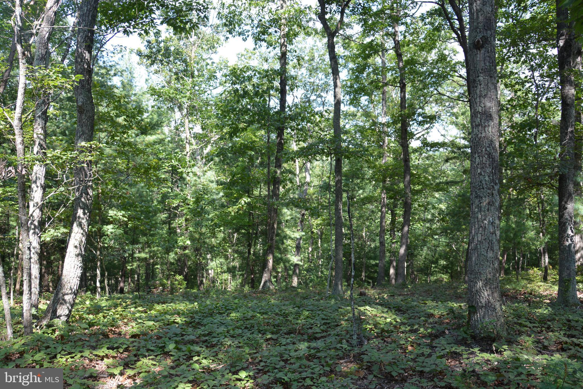 Brush Creek Road, Unit 30 Winchester, VA 22603 - Photo 23 of 39 a big yard with lots of green space and trees