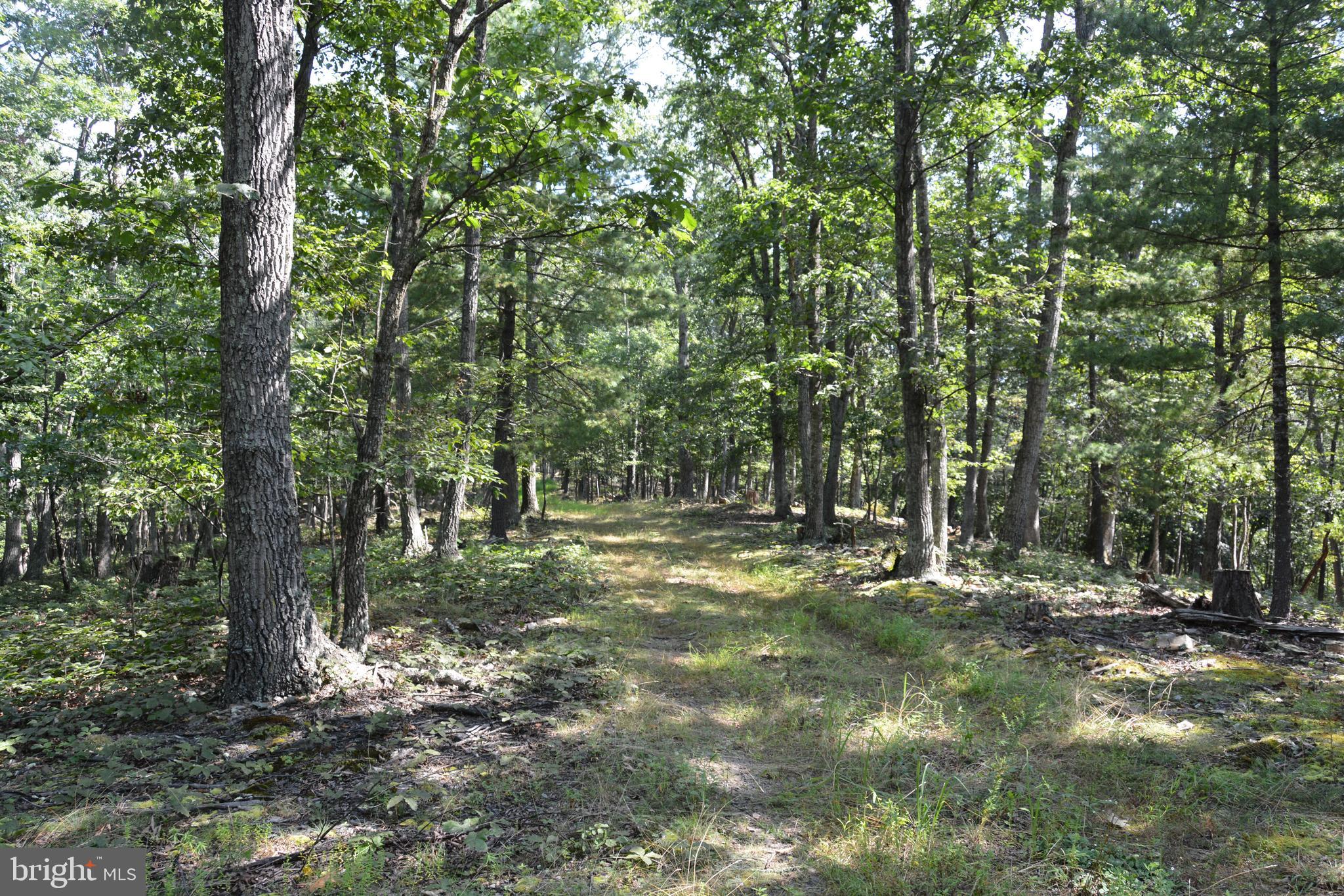 Brush Creek Road, Unit 30 Winchester, VA 22603 - Photo 25 of 39 a big yard with lots of green space and trees