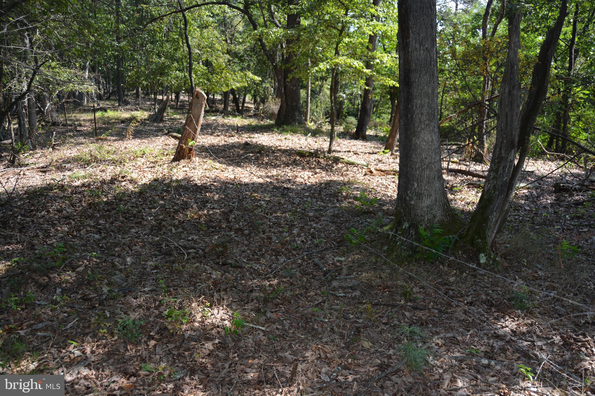Brush Creek Road, Unit 30 Winchester, VA 22603 - Photo 29 of 39 a view of a tree in the forest