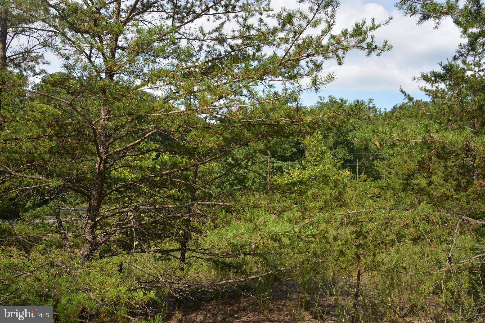 Brush Creek Road, Unit 30 Winchester, VA 22603 - Photo 3 of 39 a close up of a tree