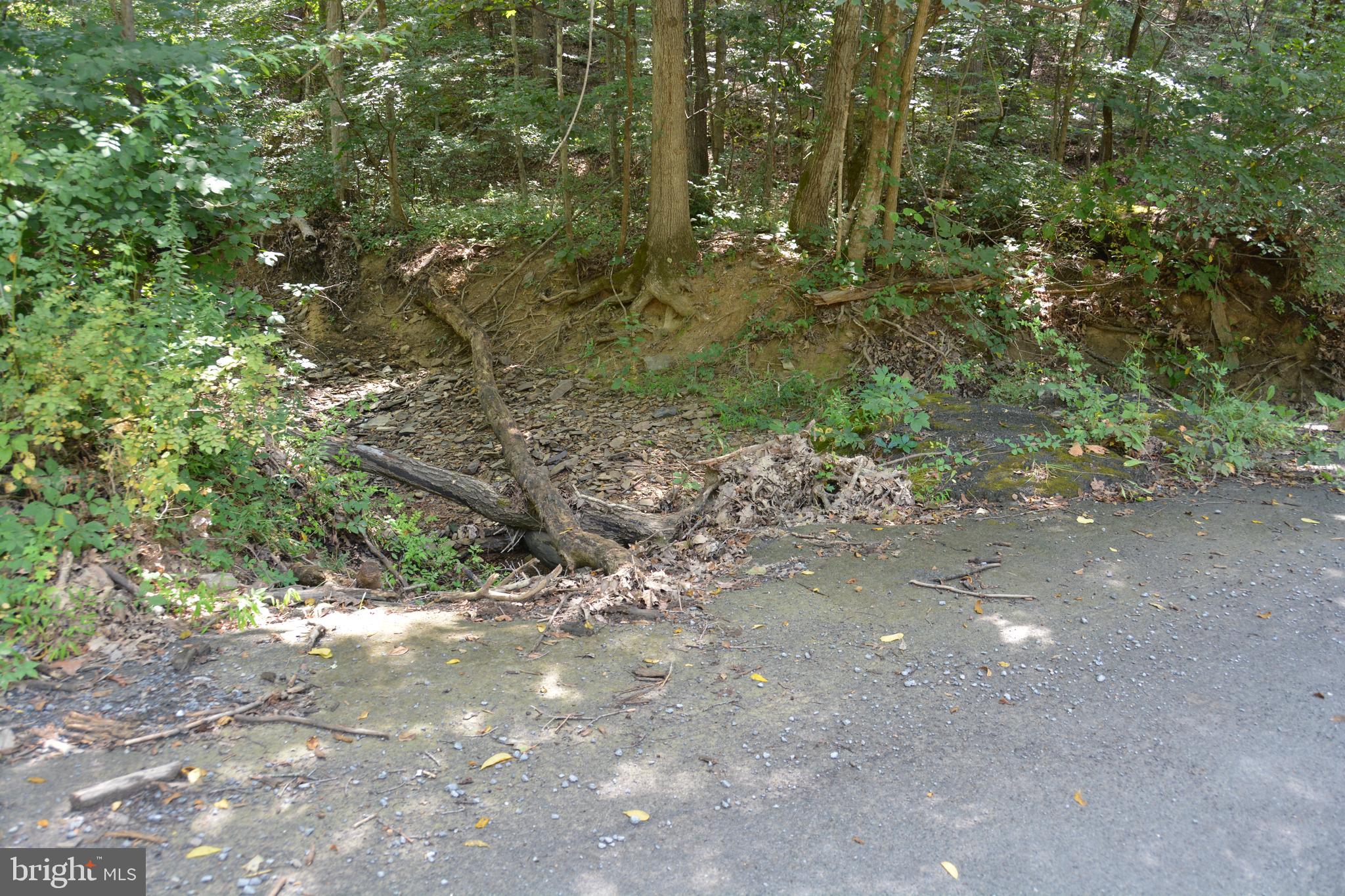 Brush Creek Road, Unit 30 Winchester, VA 22603 - Photo 35 of 39 a view of a forest with trees
