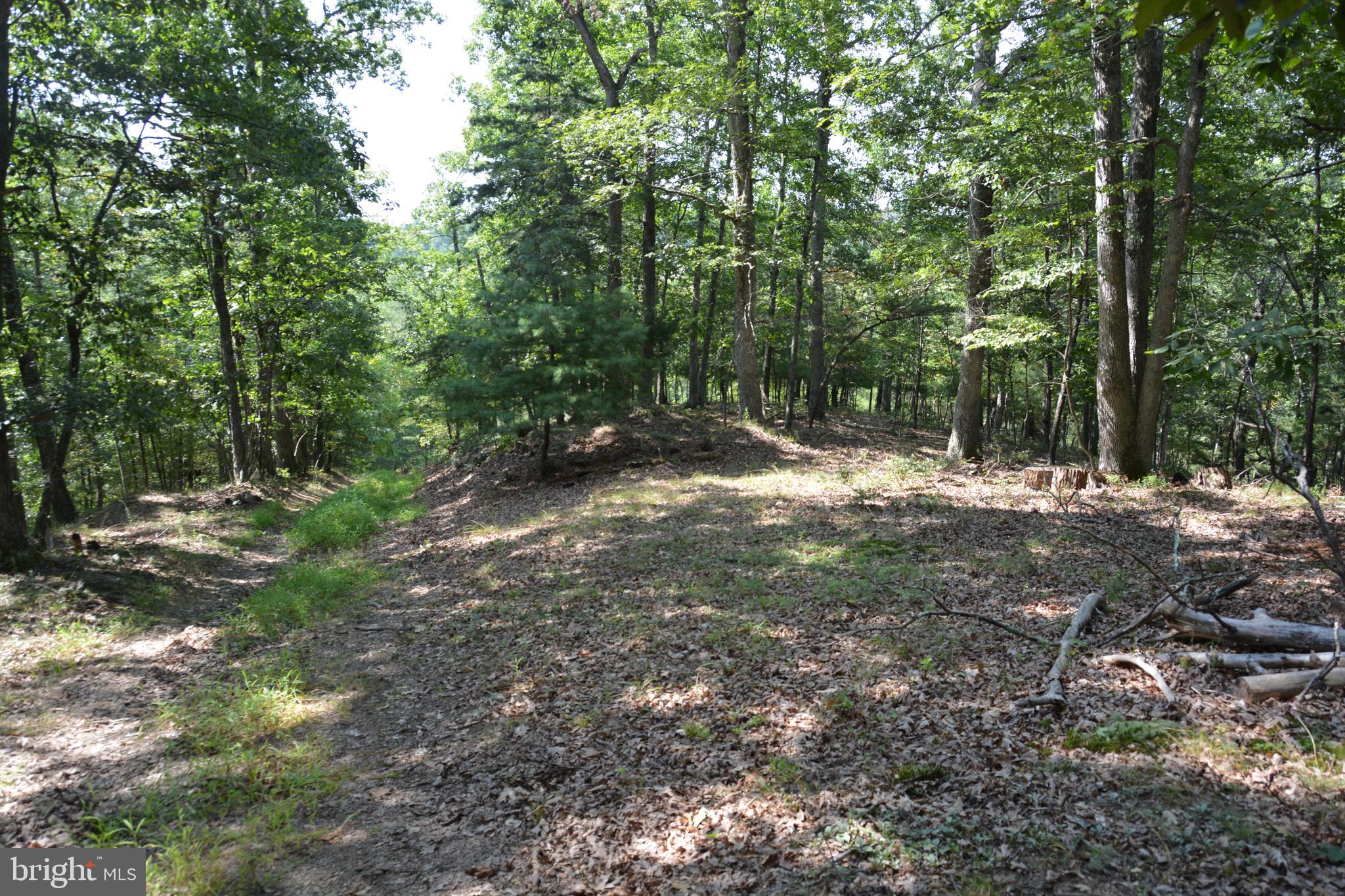 Brush Creek Road, Unit 30 Winchester, VA 22603 - Photo 10 of 39 a view of a forest with trees in the background