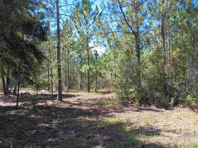 a view of backyard with tree
