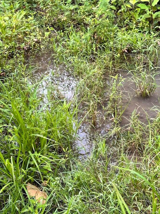 0 County Road Alton, MO 65606 - Photo 2 of 19