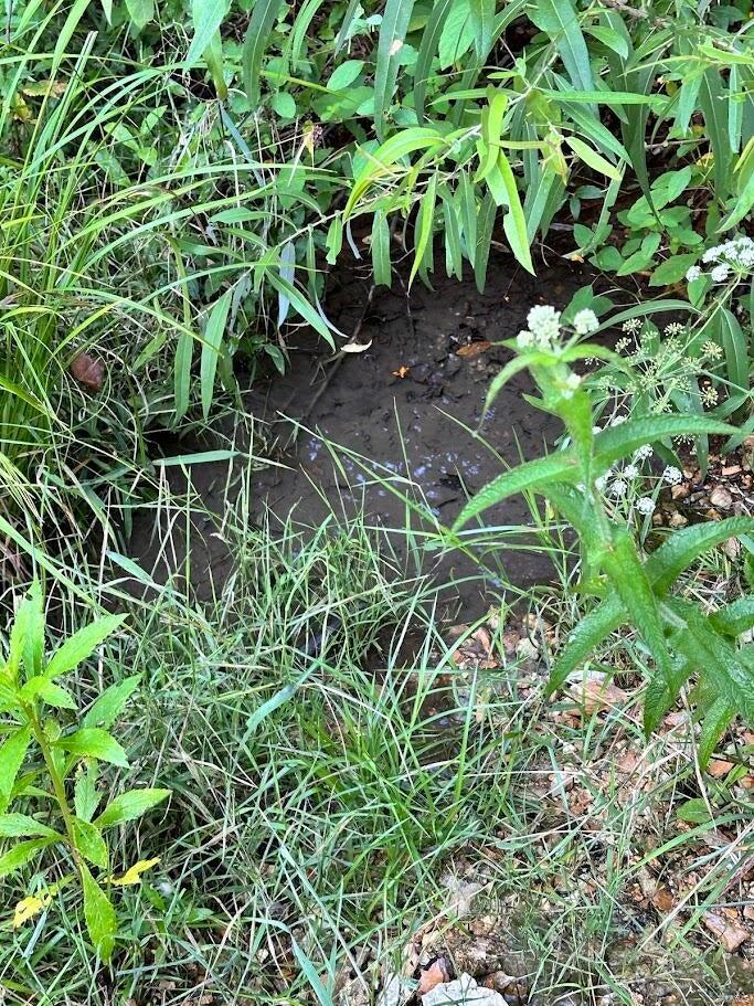 0 County Road Alton, MO 65606 - Photo 3 of 19