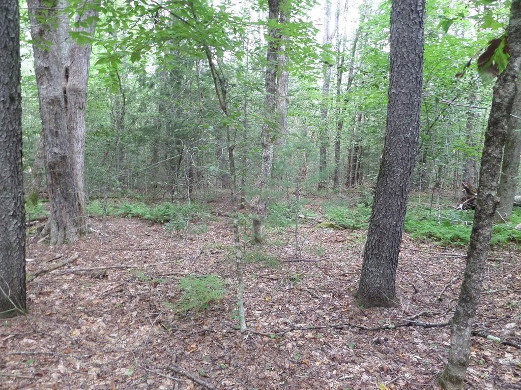 0 Damon Pond Road Chesterfield, MA 01012 - Photo 6 of 7 a view of a forest that has large trees