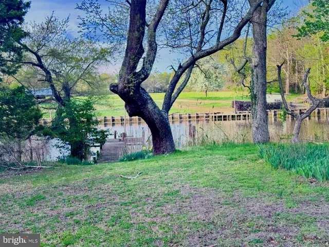 a view of a garden with a tree