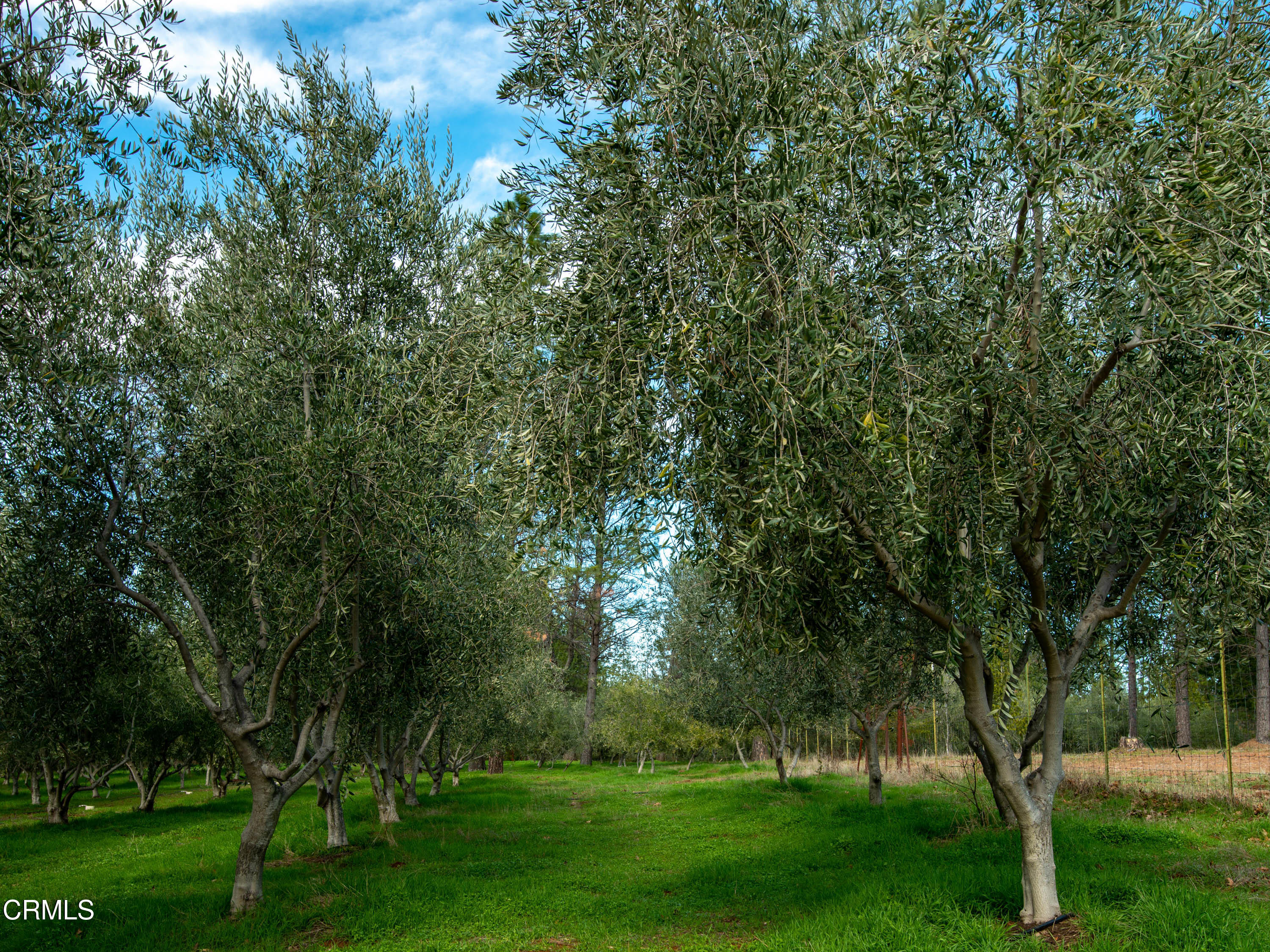 4000 Twin Ridges Road Garden Valley, CA 95633 - Photo 16 of 17 a view of a park with large trees