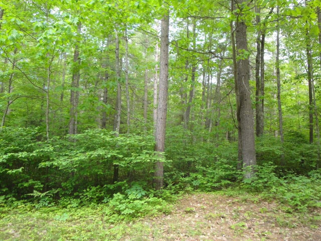 Lot 2 Cedar Lane Rhinelander, WI 54501 - Photo 4 of 19 Gallery Image 4
