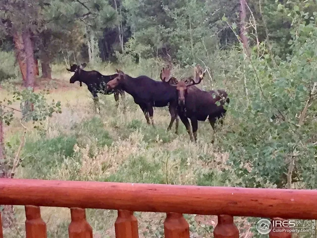 a view of a yard in front of a house