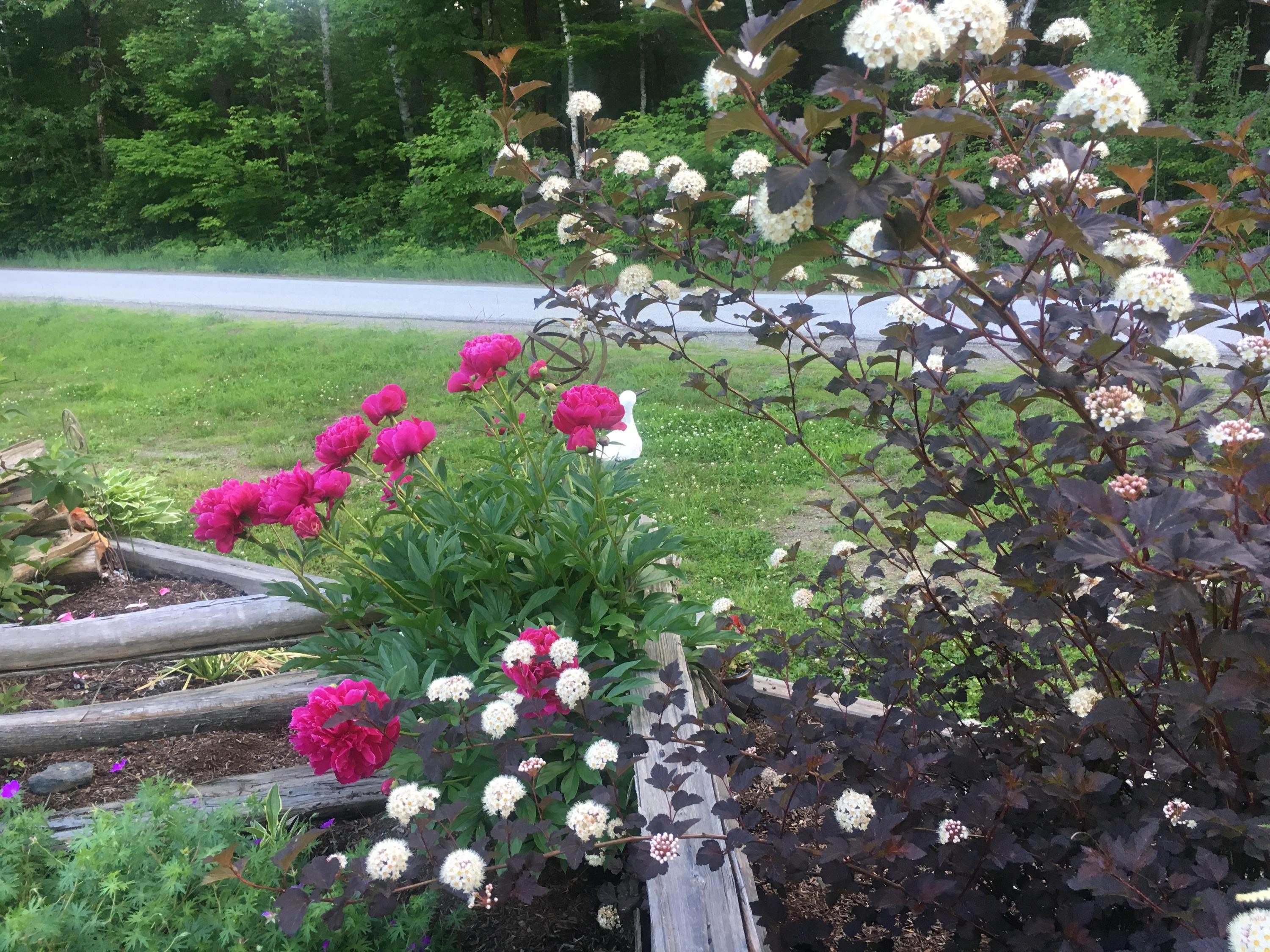 554 Cook Road Carmel, ME 04419 - Photo 28 of 34 Gardens